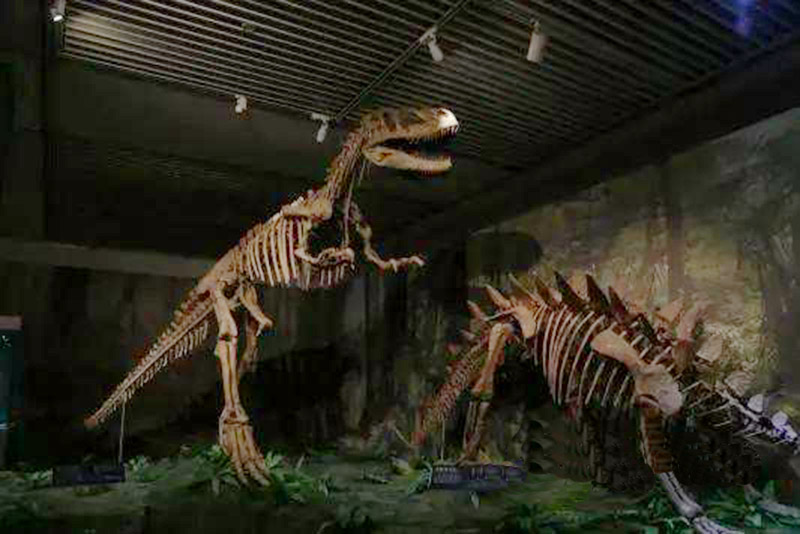 “恐龙天团”来了！11月28日前，去贵州省博物馆与它们亲密接触